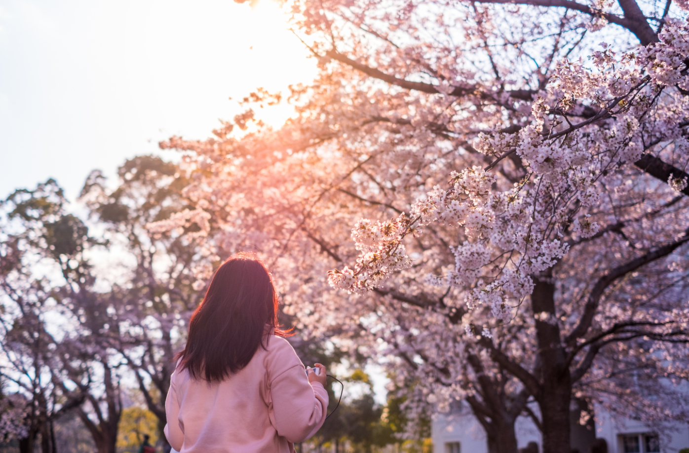 3-Day Washington DC Cherry Blossom Tour from Toronto: Hershey’s Chocolate World, Clarksburg Premium Outlets, Cherry Blossom Parade