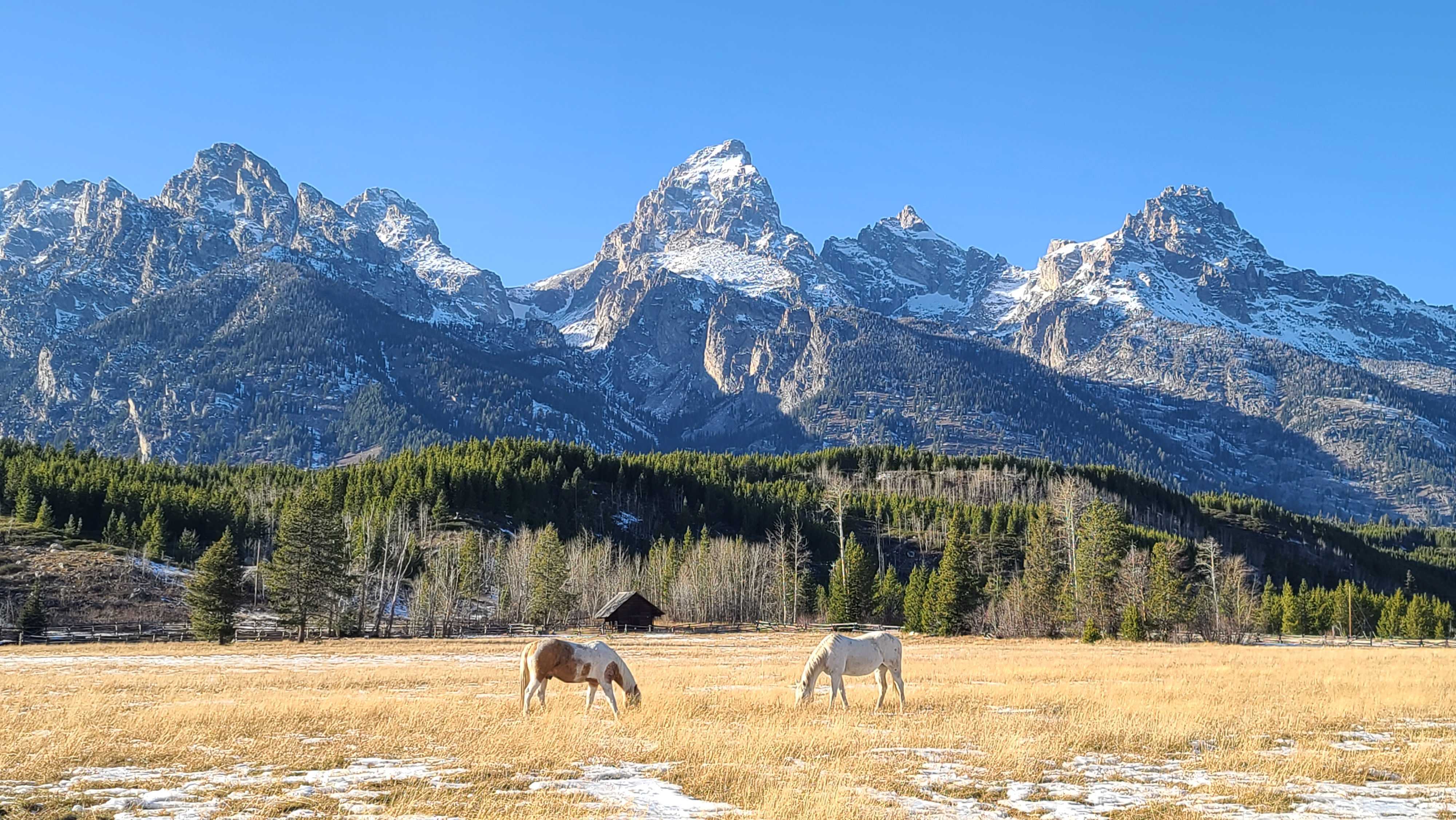 5-Day Yellowstone and Grand Teton National Parks Summer Lodging Tour from Bozeman [Max 13 Small Group]