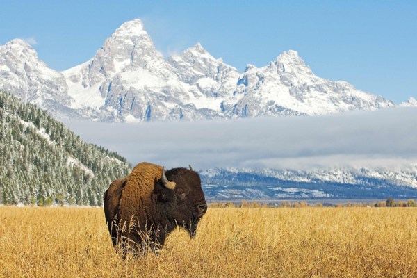 9-Day National Park Wonders Tour from Jackson: Yellowstone National Park, Mount Rushmore and Crazy Horse | 1 Country and 10 Cities | 8 Breakfasts, 4 Dinners