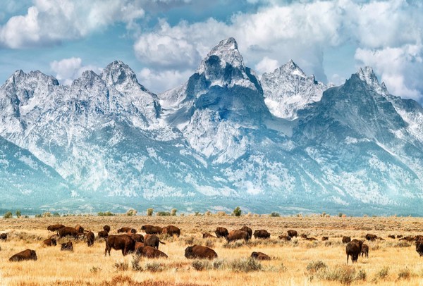 9-Day Five Epic National Parks Tour from Jackson: Grand Teton National Park, Yellowstone and Grand Canyon National Park | 1 Country and 12 Cities | 8 Breakfasts, 1 Lunch, 3 Dinners