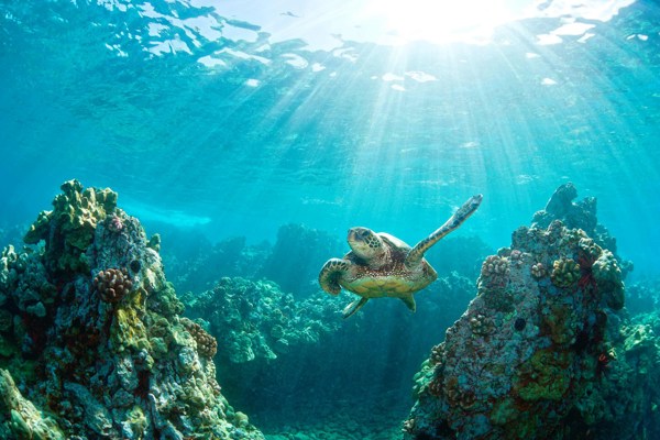 11-Day Moderate Hawaii Tour from Waikiki: Oahu, Maui, and Kauai | 1 Country and 14 Cities | 10 Breakfasts, 1 Lunch, 4 Dinners