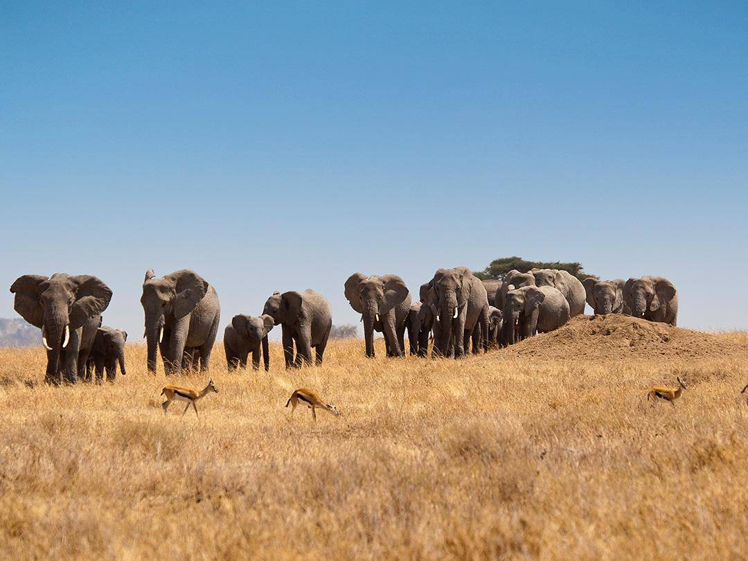 7-Day Tanzania Safari Experience Tour from Arusha: Serengeti, Ngorongoro and Lake Manyara | Max 6 Pax & 4x4 Safari Vehicle