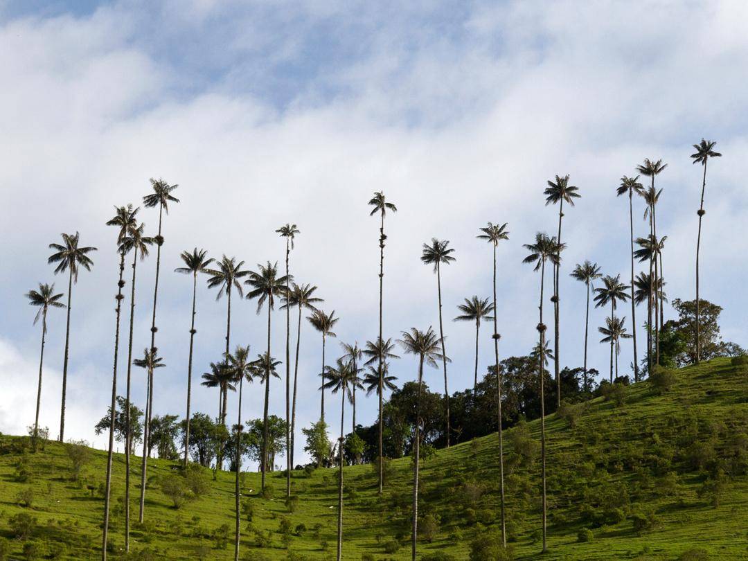 9-Day Explore Colombia Tour from Bogotá【Max 16 Pax Small Group】: Armenia, Medellín and  Cartagena