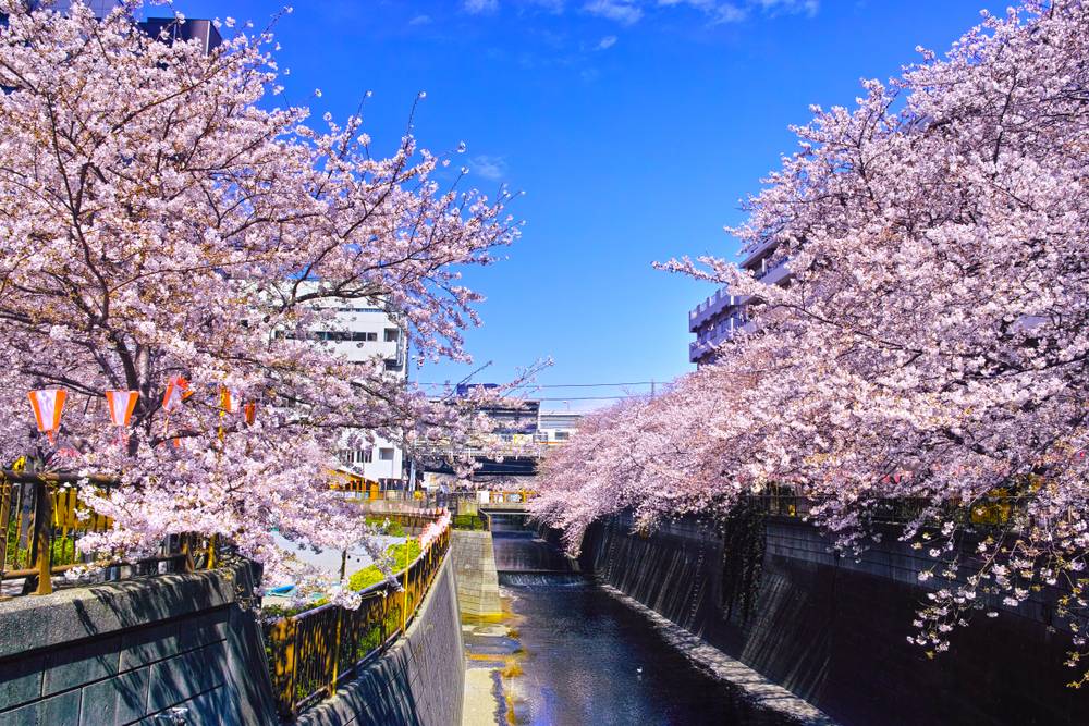 5-Day Tokyo, Mt. Fuji and Kamakura Sightseeing Tour: Oshino Hakkai, Kamakura Buddha and Tsurugaoka Hachimangu Shrine丨1 Free Day and No Shopping Stops