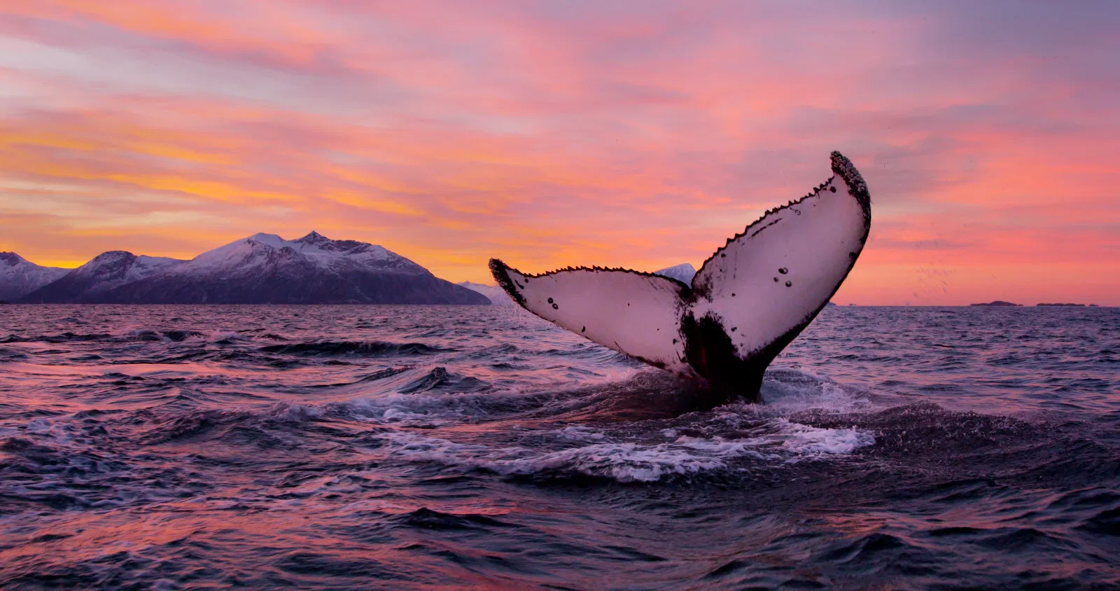 2-Day Whale Watching in the Arctic Fjords: A Once-in-a-Lifetime Adventure in Tromsø, Norway