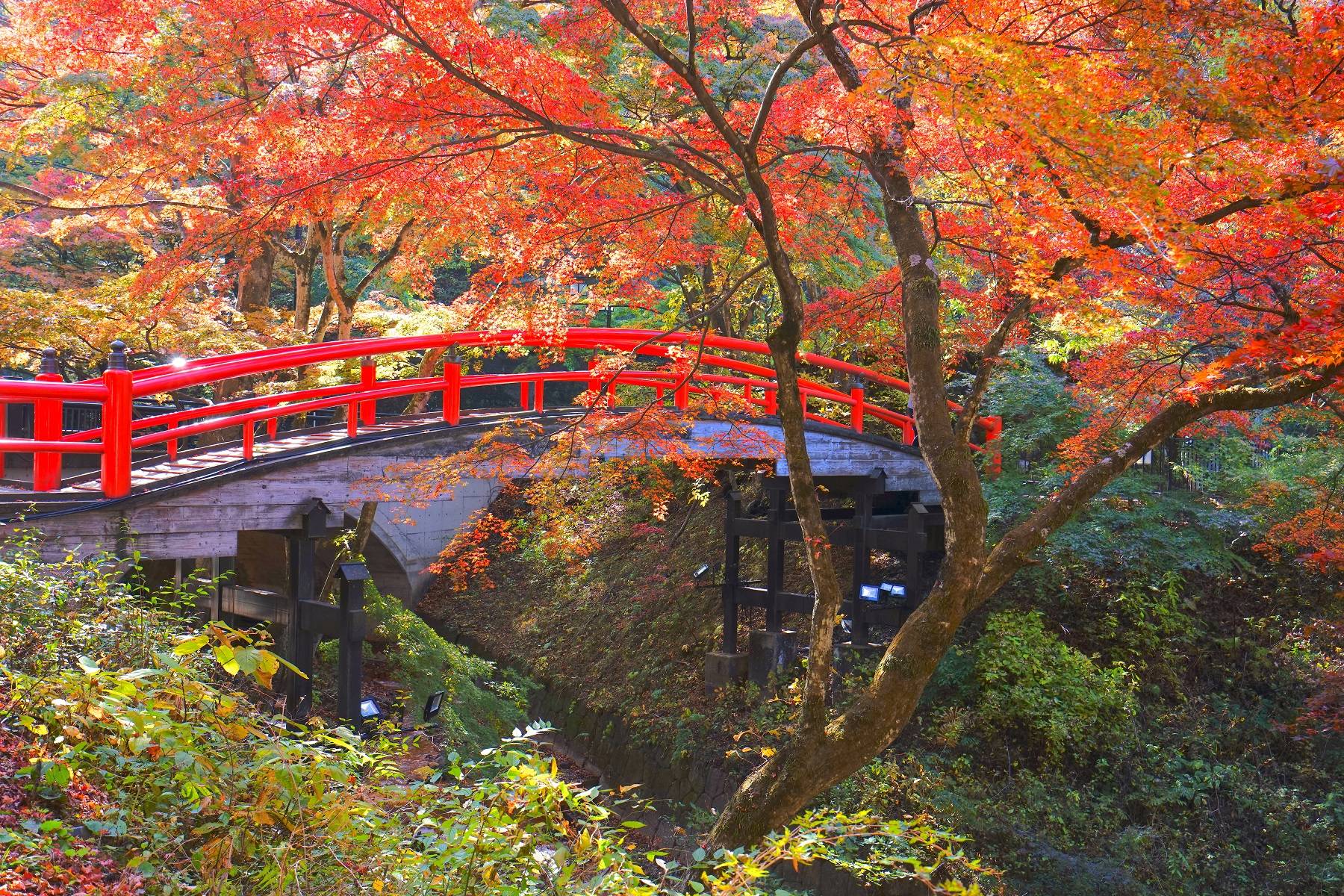14-Day Sakura Dreams & Northern Japan Discovery Tour from Tokyo: Kyoto and Sapporo | Tokyo Skytree, Shirakawa-go Village, Senso-ji Temple and Hokkaido