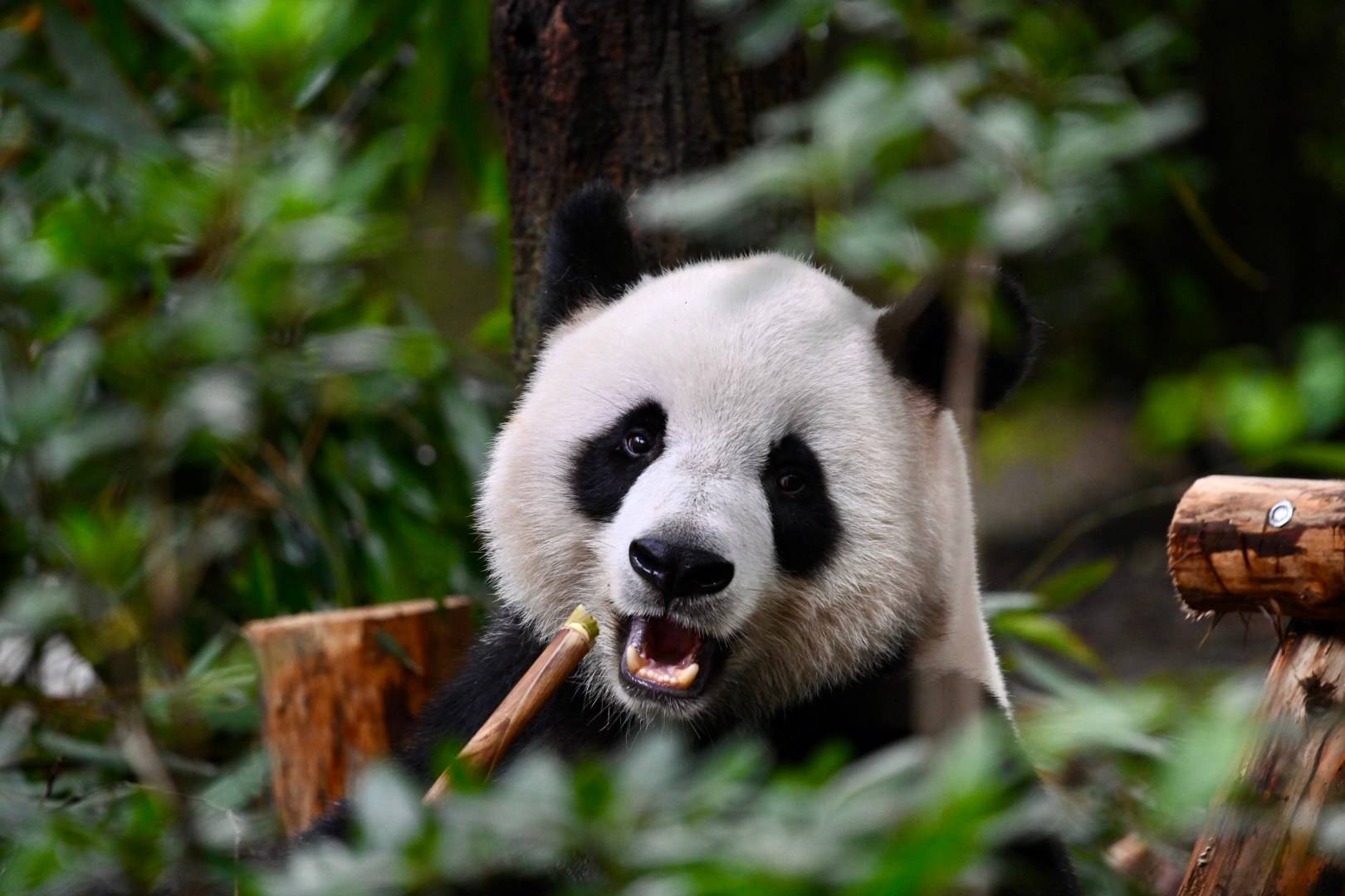 4-Day Classic Chengdu Tour: Giant Pandas, Wuhou Shrine & Authentic Local Life | 4–5 Star Hotel & Transfers Included