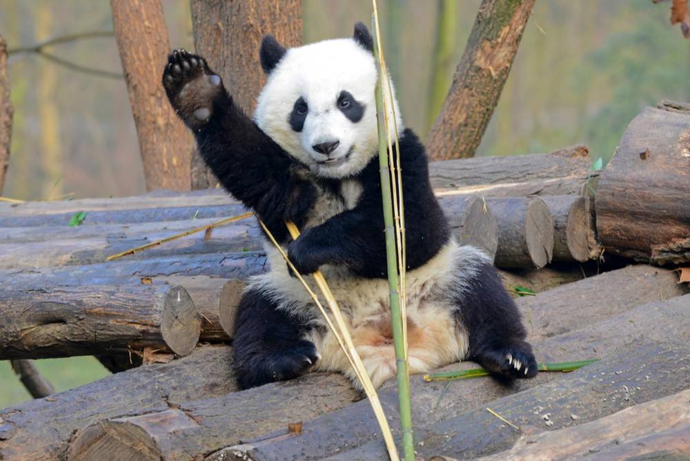 4-Day Luxury Sichuan Private Small Group Tour: Skip-the-Line Panda Base VIP Access & In-Depth Jiuzhaigou Exploration with 5-Star Hotels & Tibetan Cultural Experience